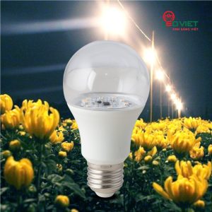 Bóng đèn LED búp Rạng Đông hoa Cúc LED HC A60/9W
